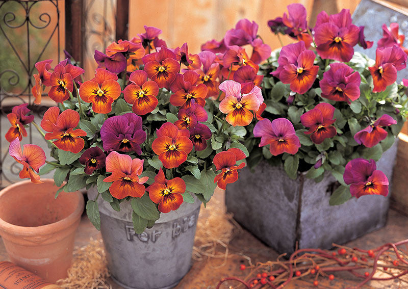 William Dam Nature Mulberry Shades Hybrid Pansy - Packet