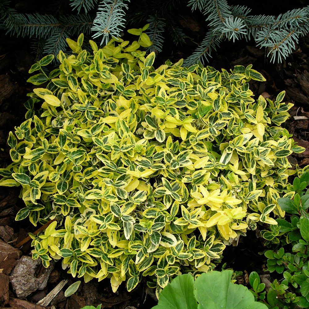 Euonymus fortunei 'Emerald 'n' Gold' (Wintercreeper) - 1 Gallon Potted Shrub
