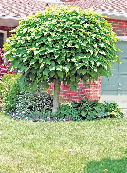 Umbrella Catalpa (Catalpa bignonioides ‘Nana’) - 15 Gallon Potted Tree