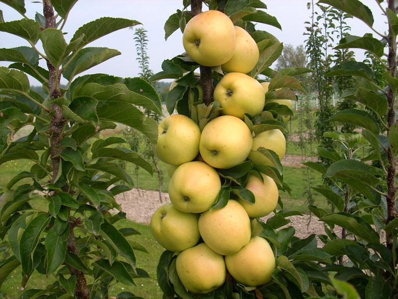 Urban Golden Treat Apple Tree  - 12