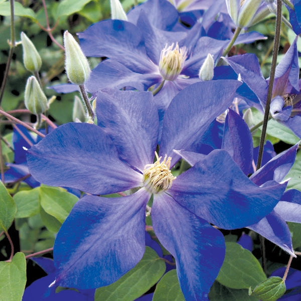 Clematis 'Ascotiensis'- 1 Gallon Potted Vine