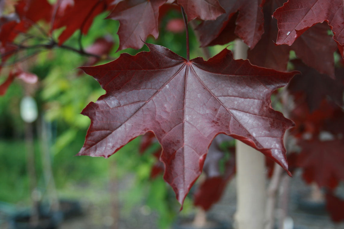 Royal Red Norway Maple  (Acer platanoides ) - 15 Gallon Potted Tree
