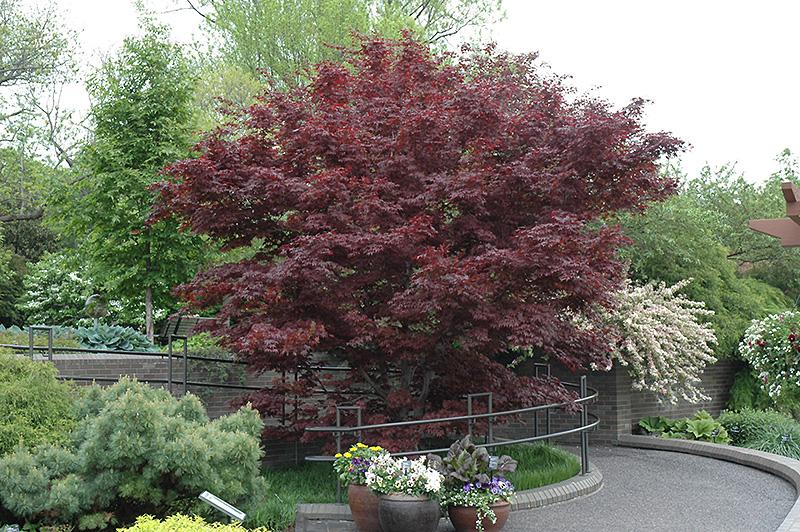 Bloodgood Japanese Maple (Acer palmatum 'Bloodgood') - 6 Gallon Potted Tree