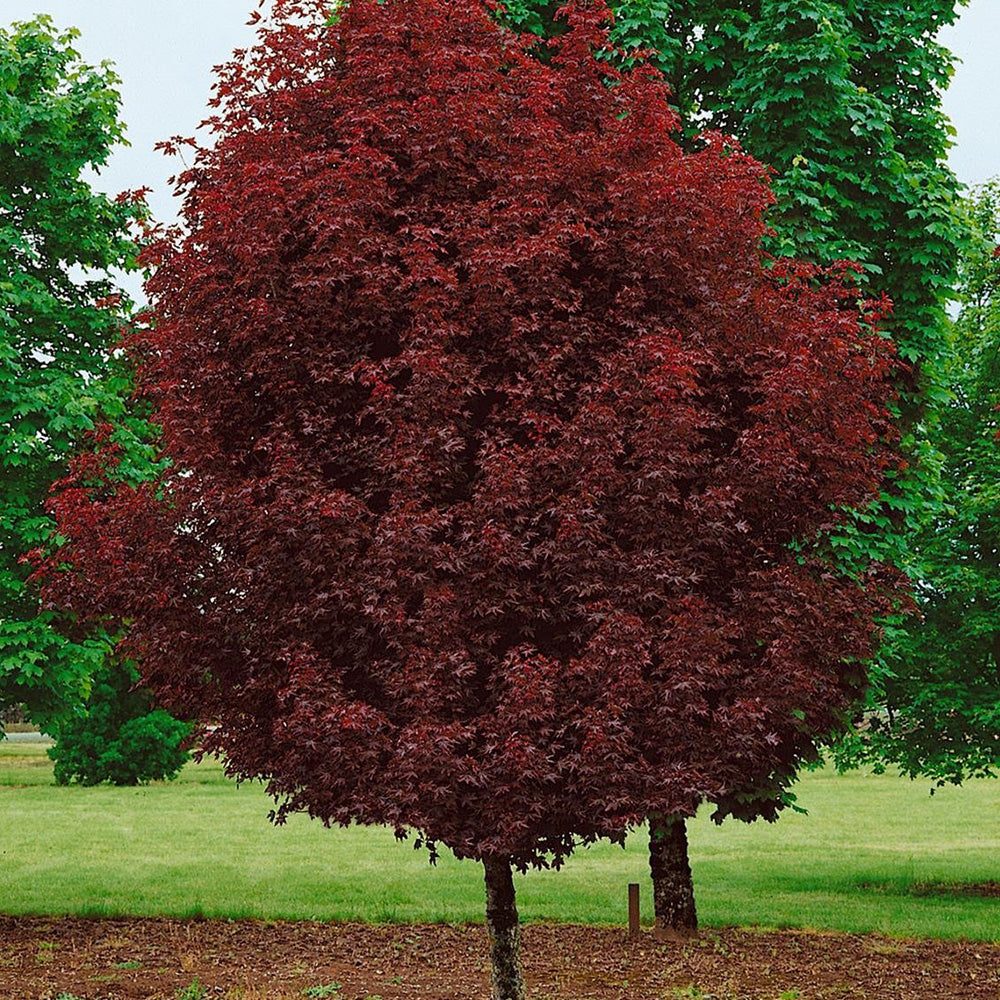 Crimson Sentry Norway Maple (Acer platanoides 'Crimson Sentry') - 25 Gallon Potted Tree