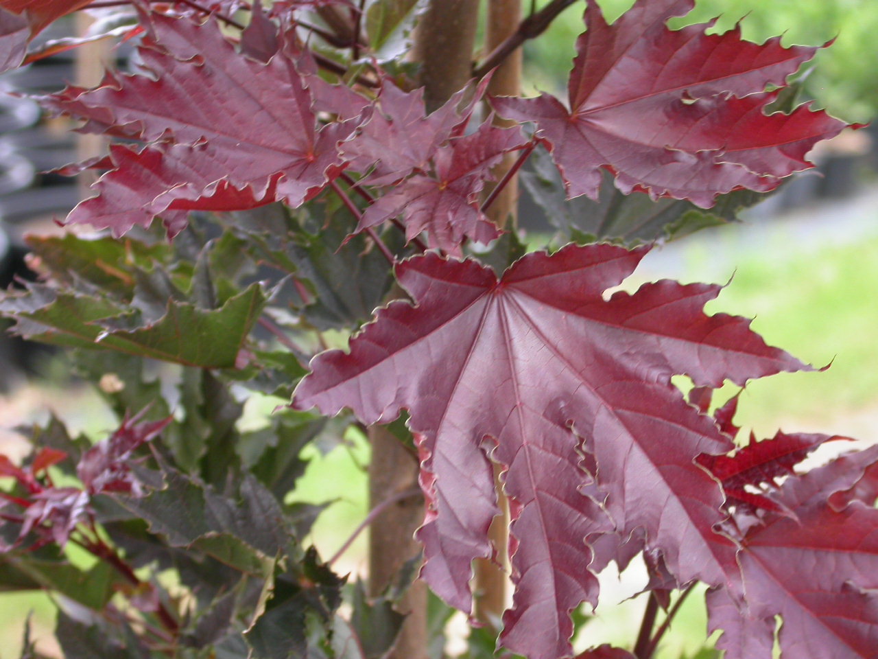 Crimson Sentry Norway Maple (Acer platanoides 'Crimson Sentry') - 25 Gallon Potted Tree