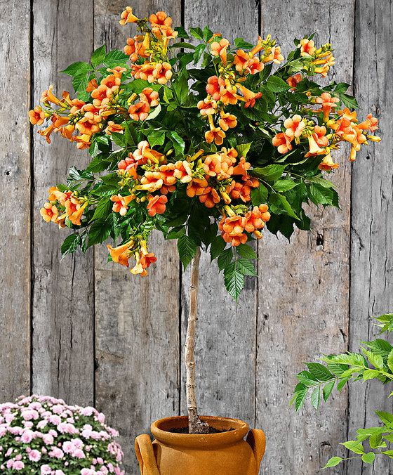 Indian Summer Trumpetvine (Campsis x tagliabuana 'Indian Summer') - 10 Gallon Potted Tree