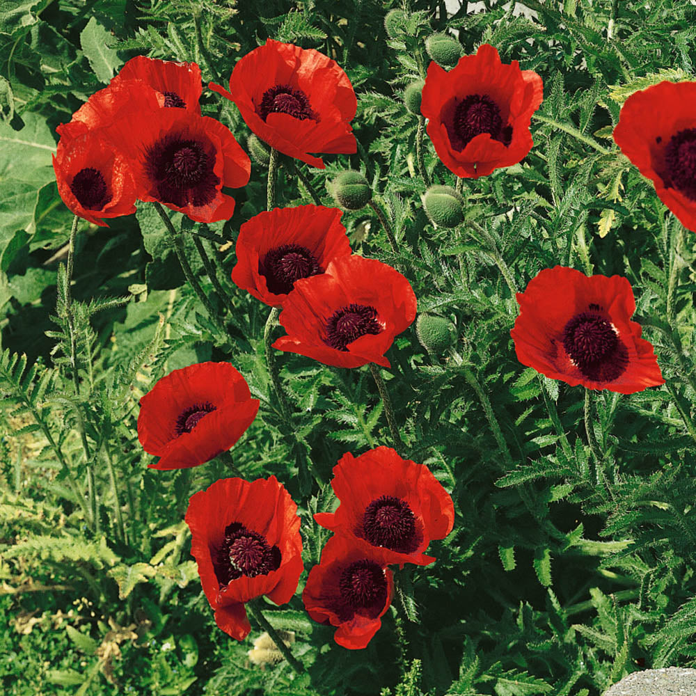 Papaver orientale 'Beauty of Livermere' (Oriental Poppy) - 1 Gallon Potted Perennial