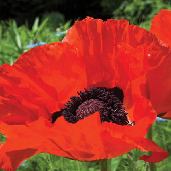 Papaver orientale 'Beauty of Livermere' (Oriental Poppy) - 1 Gallon Potted Perennial