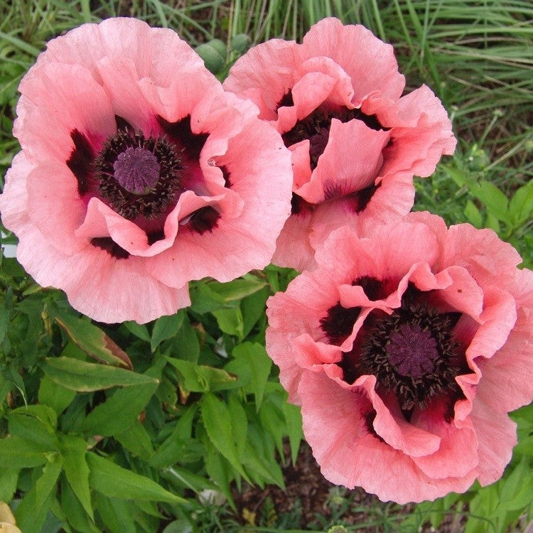 Papaver orientale 'Prinzessin Victoria Louise' (Oriental Poppy) - 1 Gallon Potted Perennial