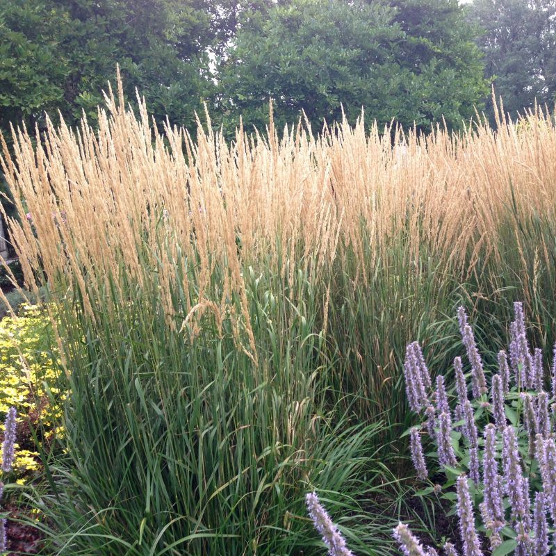 Calamagrostis x acutiflora 'Karl Foerster' (Feather Reed Grass) - 1 Gallon Potted Perennial