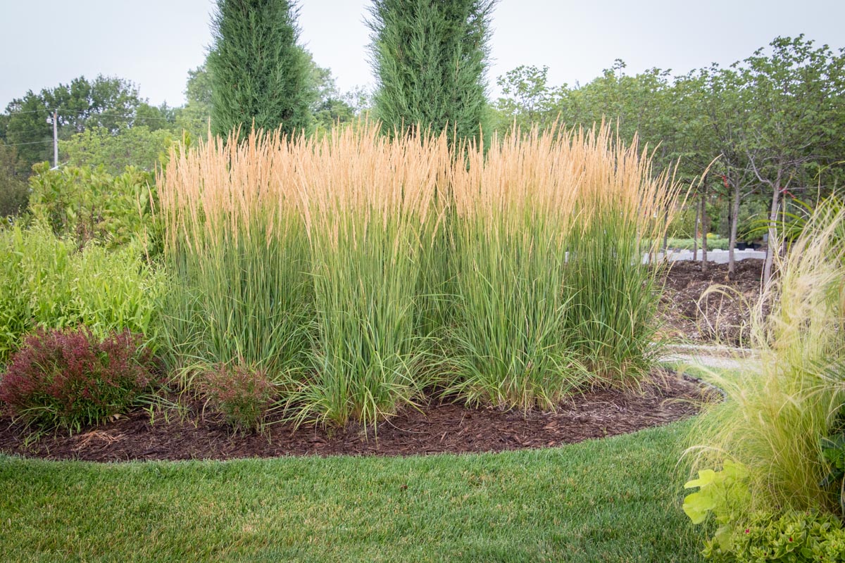 Calamagrostis x acutiflora 'Karl Foerster' (Feather Reed Grass) - 1 Gallon Potted Perennial