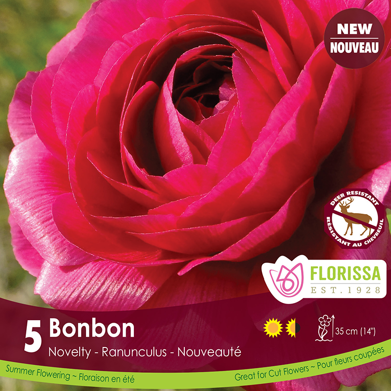 Florissa Ranunculus 'Amandine Bonbon' - 5 Bulbs/Pkg