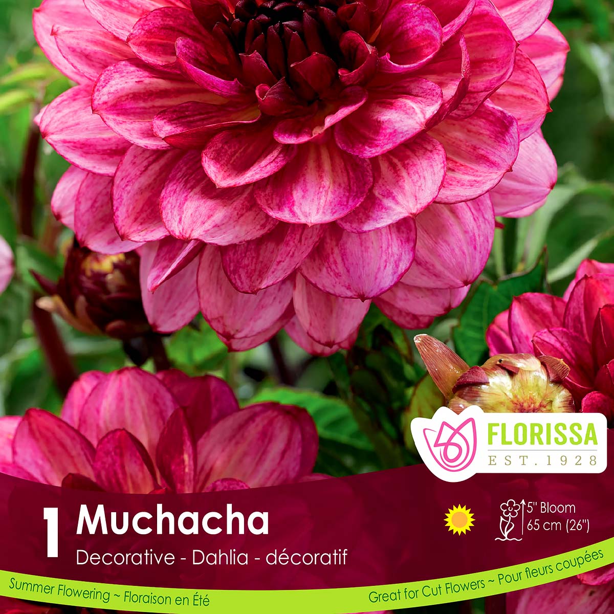 Florissa 'Muchacha' Decorative Dahlia - 1 Bulb/Pkg