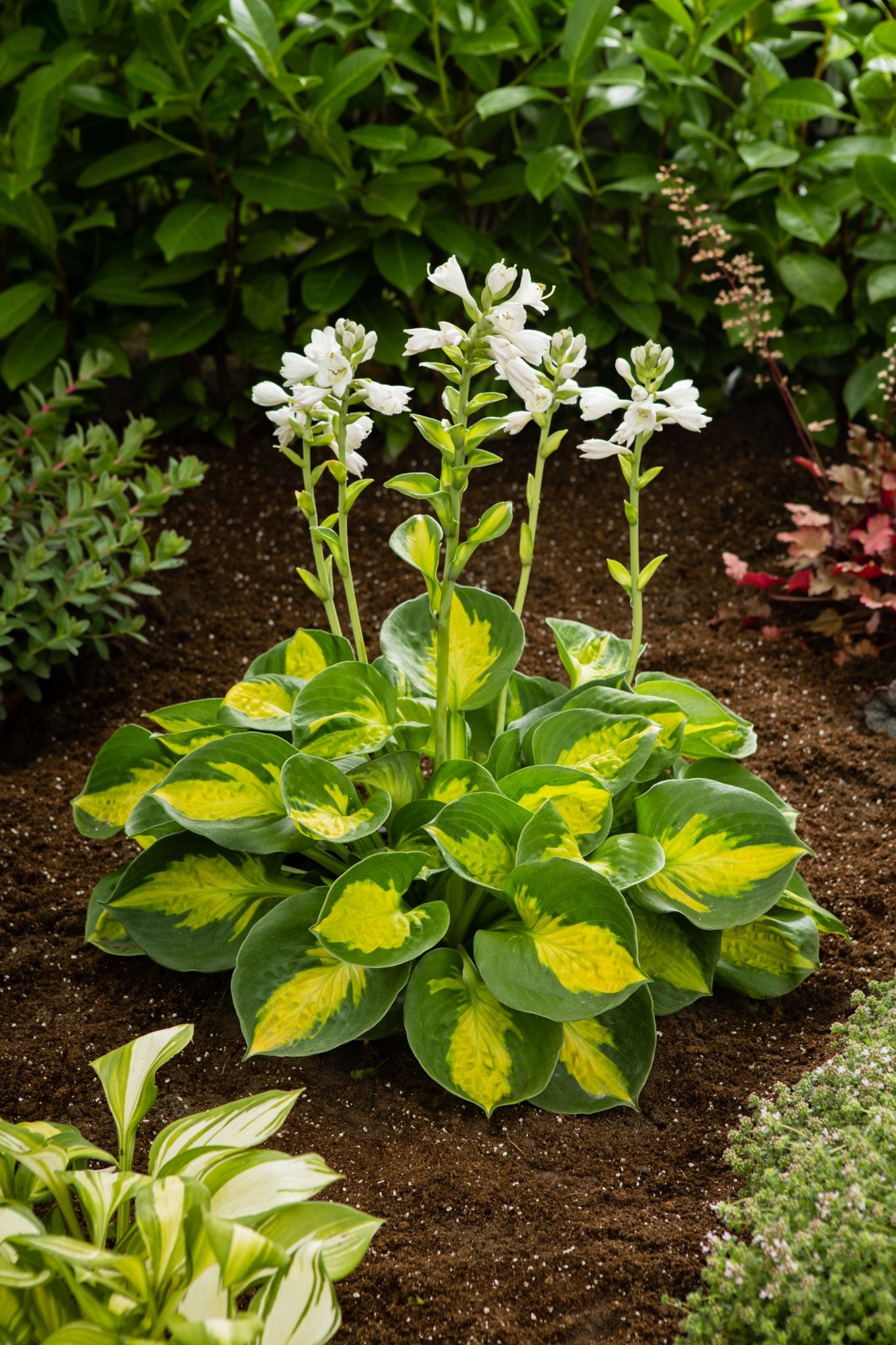 Hosta ‘Sunset Grooves’ - 1 Gallon Potted Perennial