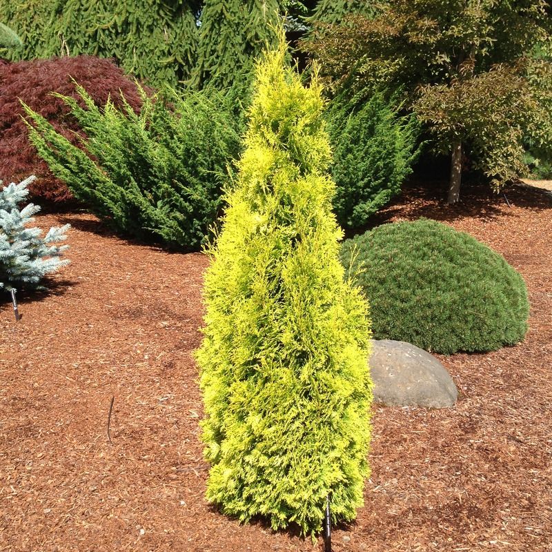 Thuja occidentalis 'Jantar Cedar' - 40cm