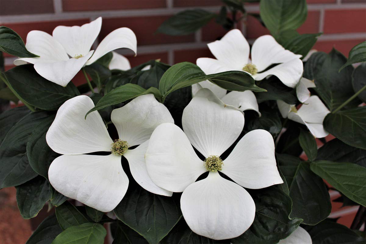 Cornus 'Venus' (Dogwood) - 175cm