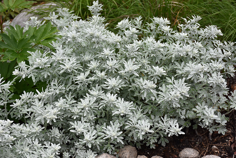 Silver Brocade Artemisia - 1 Gallon Potted Perennial