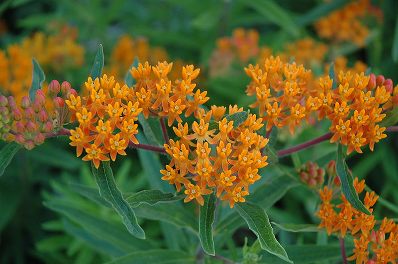 Gay Butterflies Butterfly Weed - 1 Gallon Potted Perennial