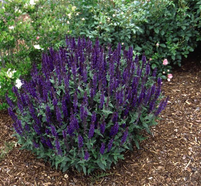 Blue Queen Sage (Salvia nemorosa 'Blaukonigin') - 1 Gallon Potted Perennial