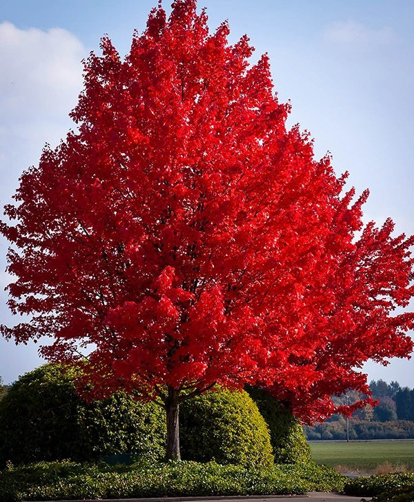 Red Maple (Acer rubrum) - 15 Gallon Potted Tree