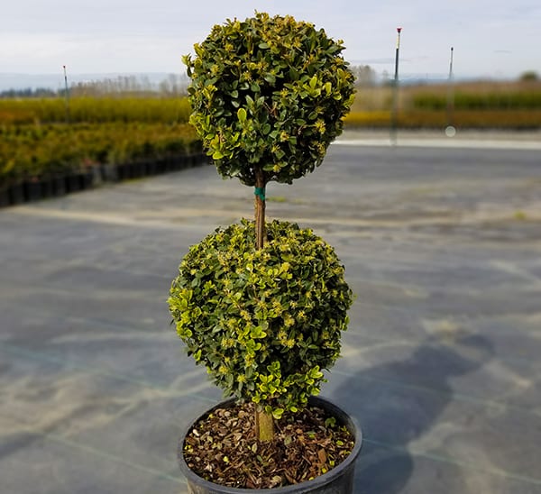 Green Mountain Boxwood 2 Ball Topiary (Buxus x 'Green Mountain') - 75cm