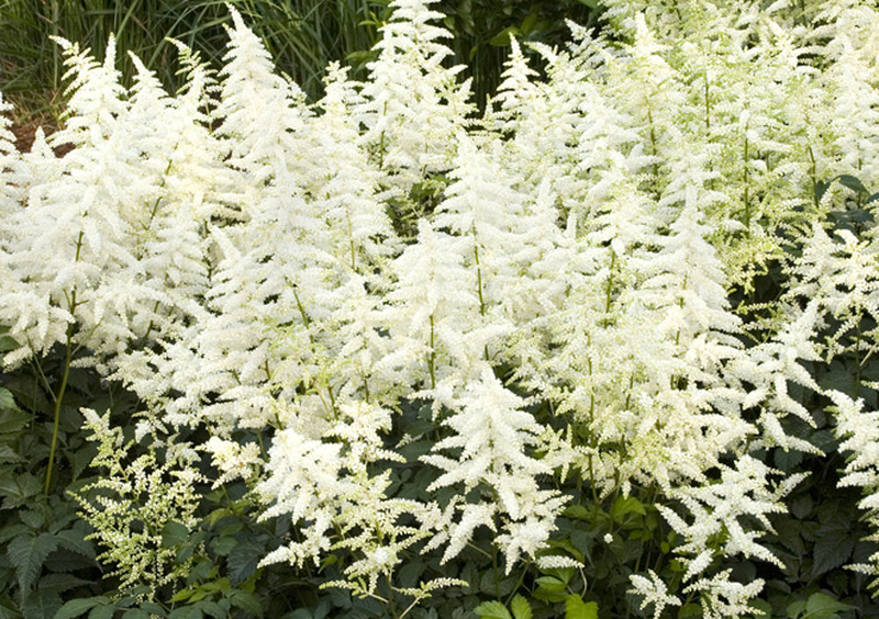 Astilbe chinensis 'Vision in White' (Chinese Astilbe) - 1 Gallon Potted Perennial