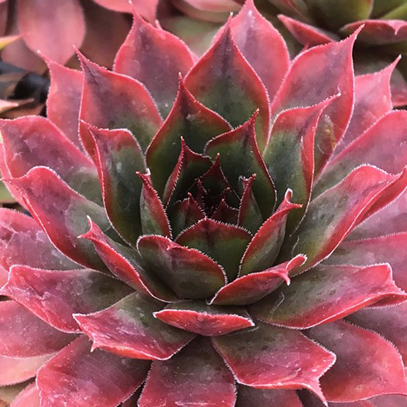 Sempervivum Chick Charms® Autumn Apple™ (Hens and Chicks) - 1 Gallon Potted Perennial