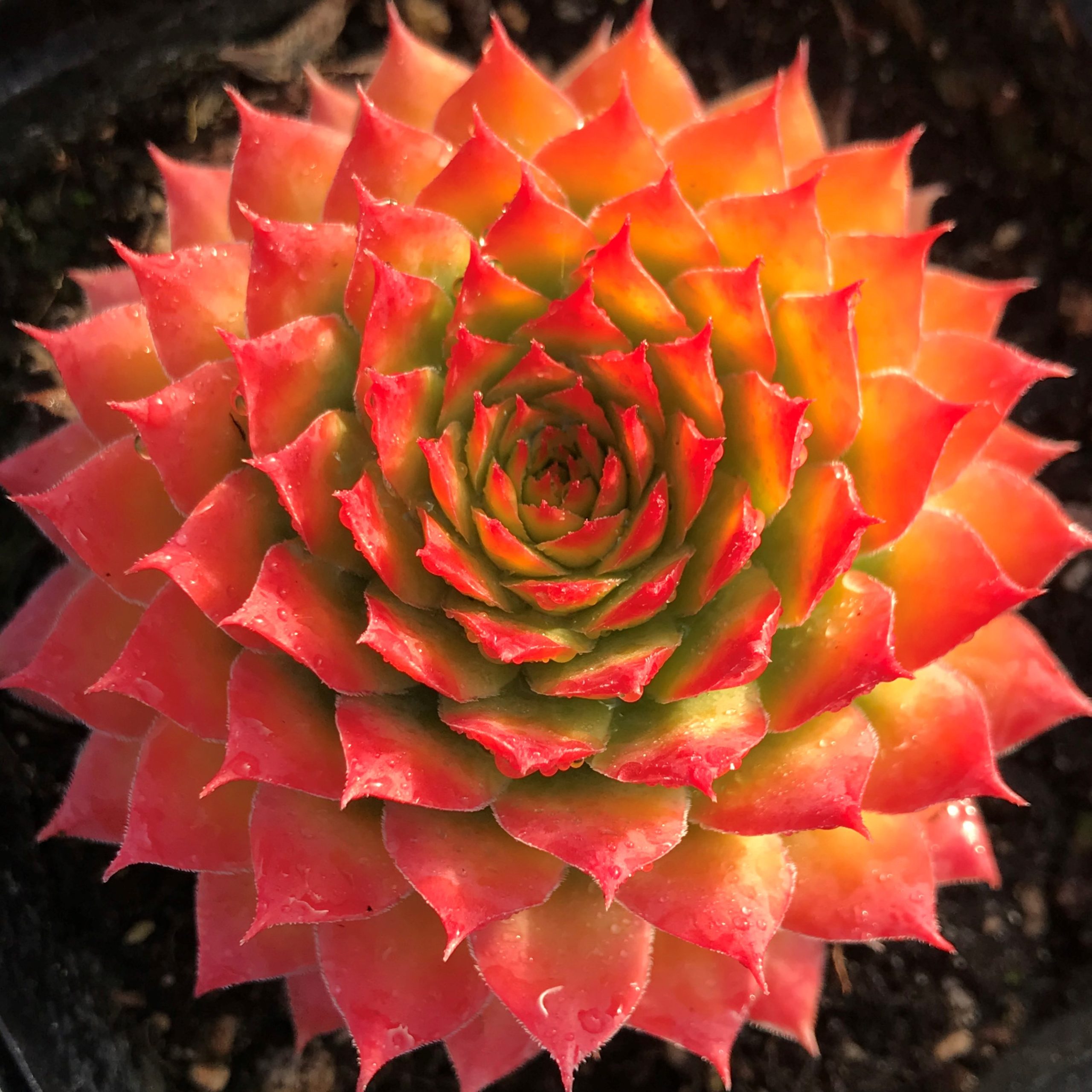 Sempervivum Chick Charms 'Gold Nugget' (Hens and Chicks) - 1 Gallon Potted Perennial