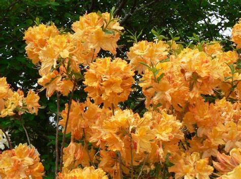 Rhododendron 'Golden Lights' - 2 Gallon Potted Shrub