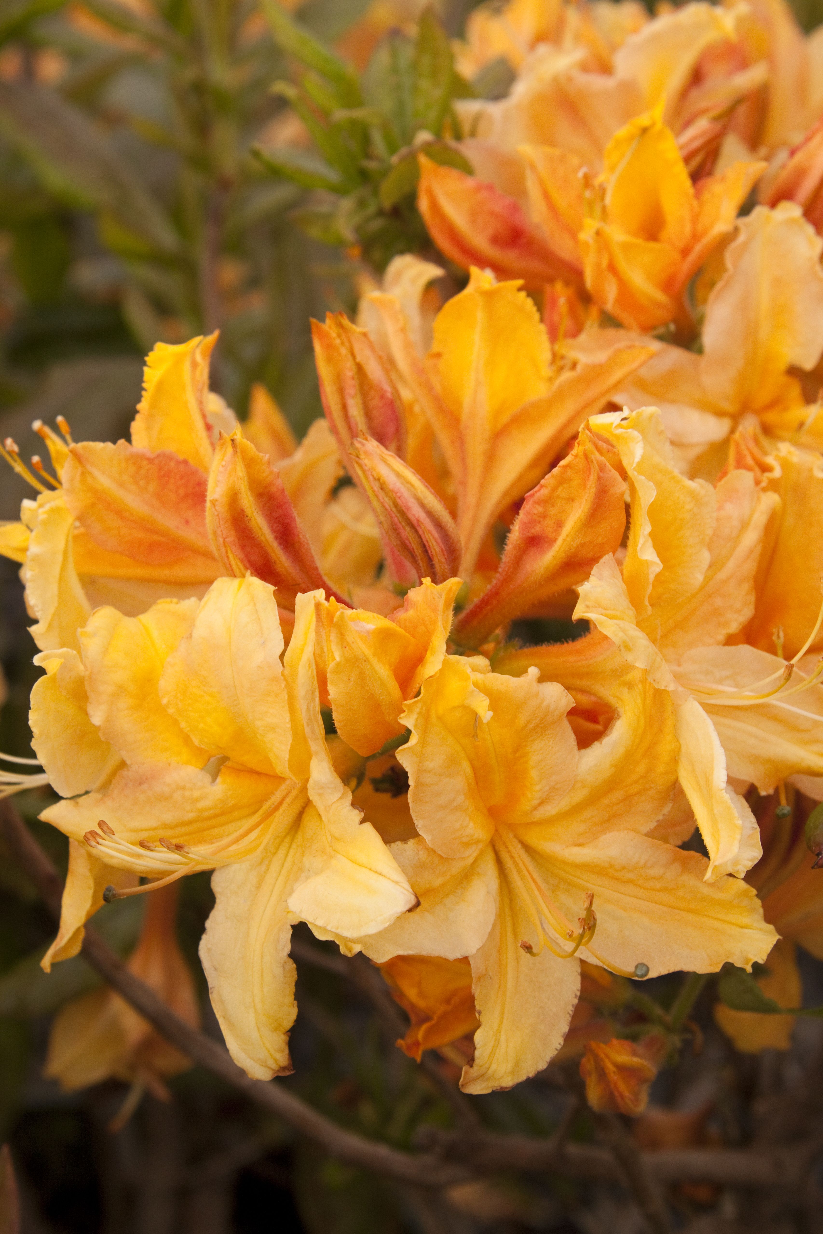 Rhododendron 'Golden Lights' - 2 Gallon Potted Shrub