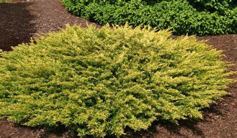 Juniperus horizontalis ‘Gold Strike’ - 3 Gallon Potted Shrub