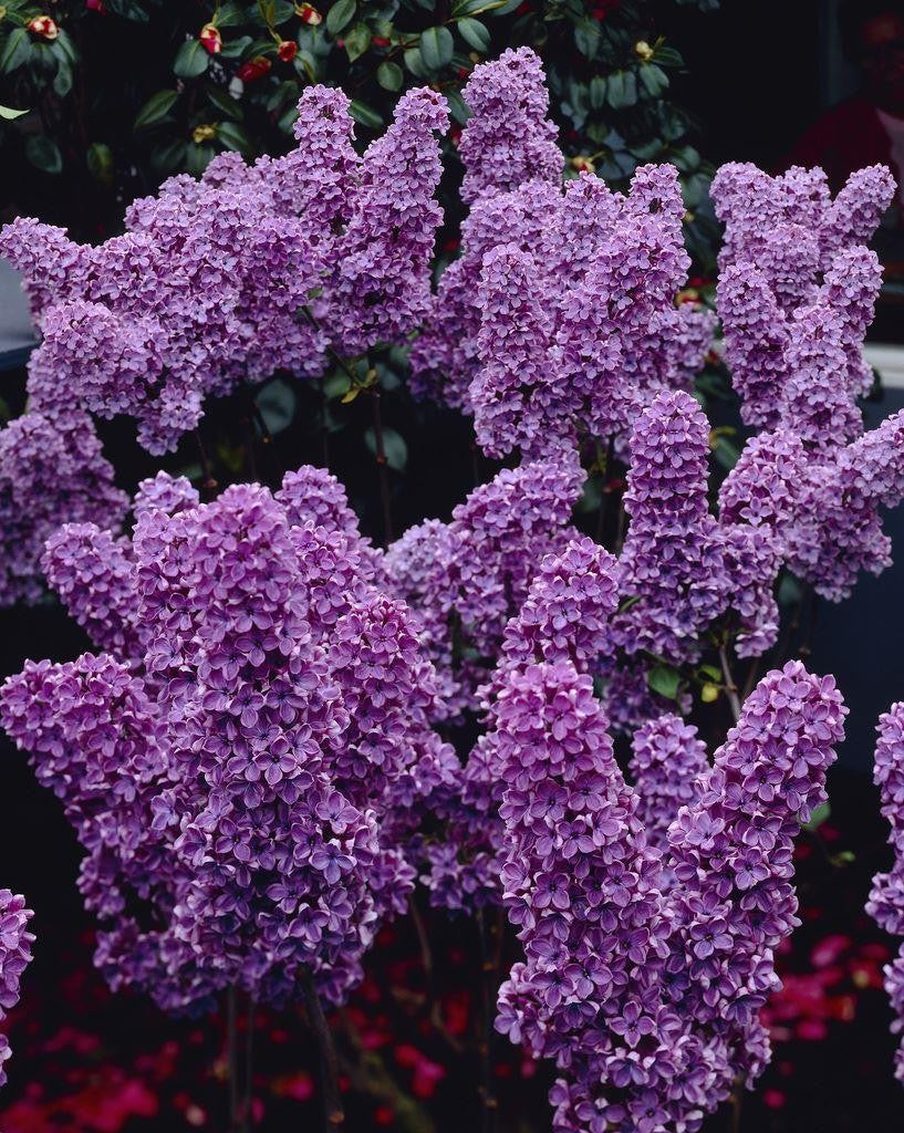 Syringa vulgaris 'Andenken an Ludwig Spath' (Lilac) - 50cm