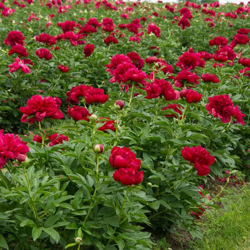 Paeonia 'Red Charm' (Peony) - 2 Gallon Potted Perennial