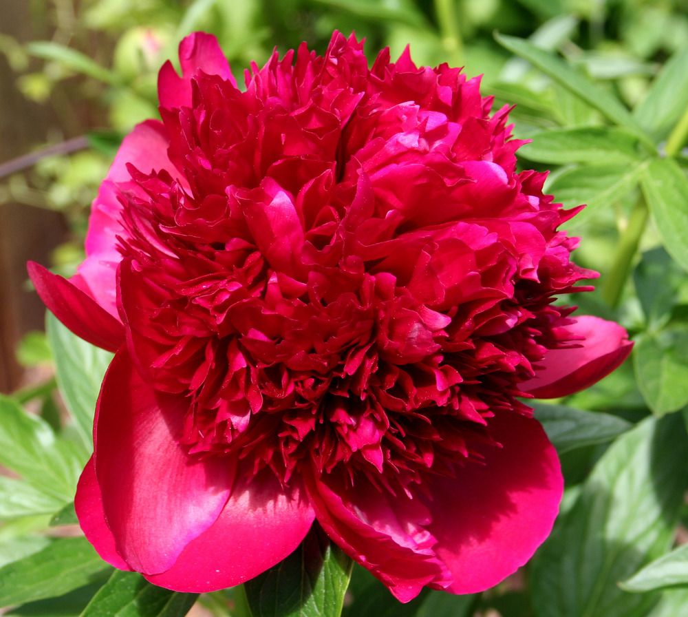 Paeonia 'Red Charm' (Peony) - 2 Gallon Potted Perennial