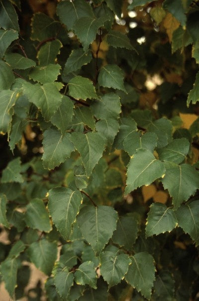Dakota Pinnacle Birch (Betula platyphylla 'Fargo') - 175cm