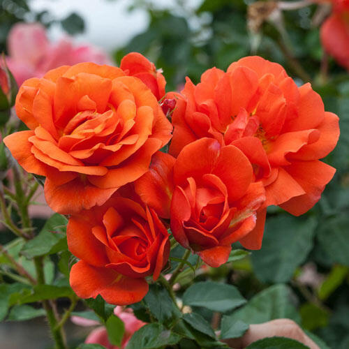 'Above All' Rose - 2 Gallon Potted Shrub