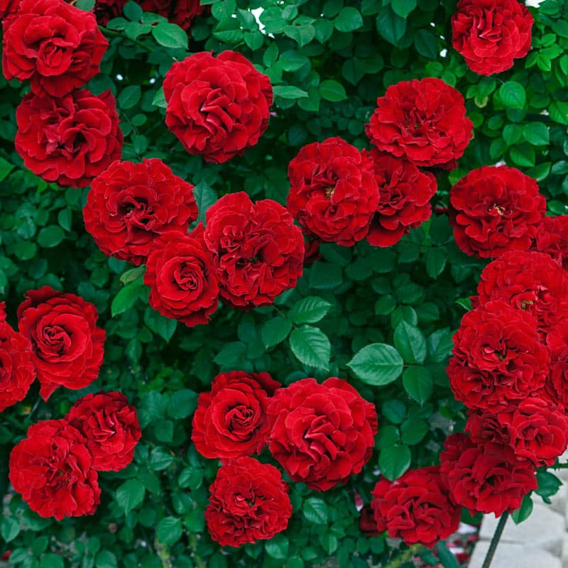 'Lady in Red' Climbing Rose - 2 Gallon Potted Shrub