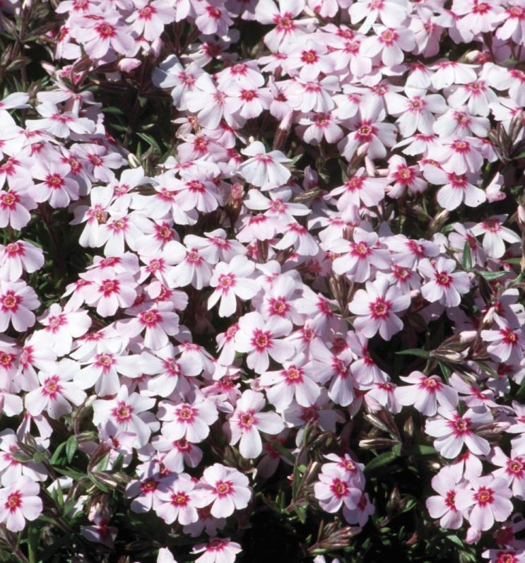 Phlox subulata 'Coral Eye' (Creeping Phlox) - 9cm