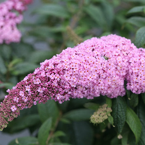 'Pugster Pink' Butterfly Bush - 2 Gallon Potted Shrub