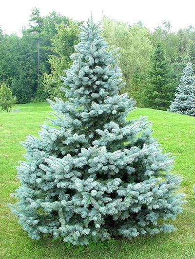 Baby Blue Blue Spruce (Picea pungens) - 175cm - Wire Basket