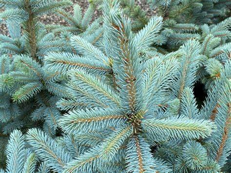 Baby Blue Blue Spruce (Picea pungens) - 175cm - Wire Basket