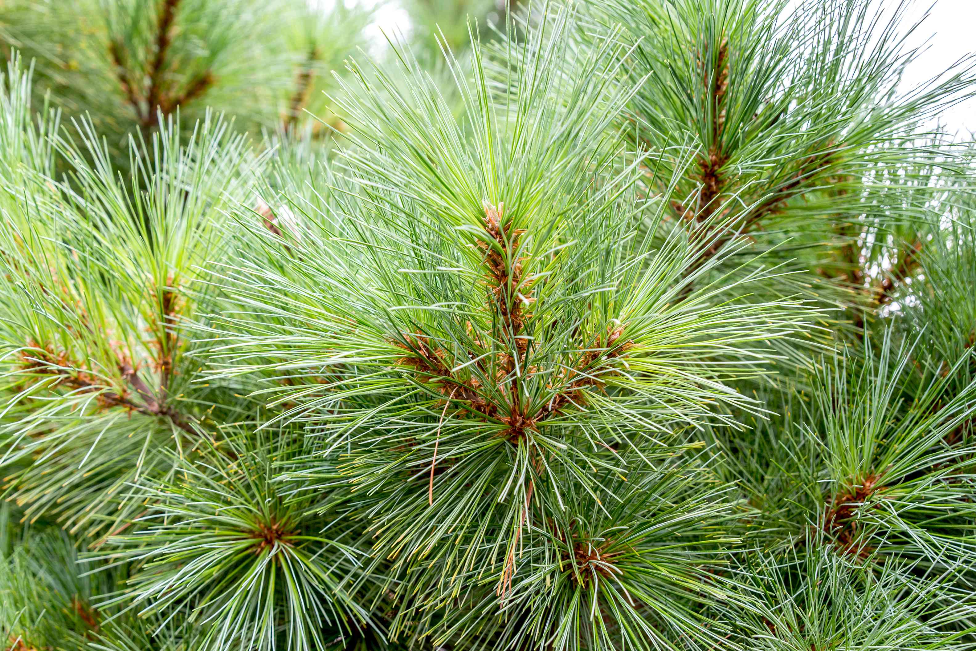 Eastern White Pine (Pinus strobus) - 100cm