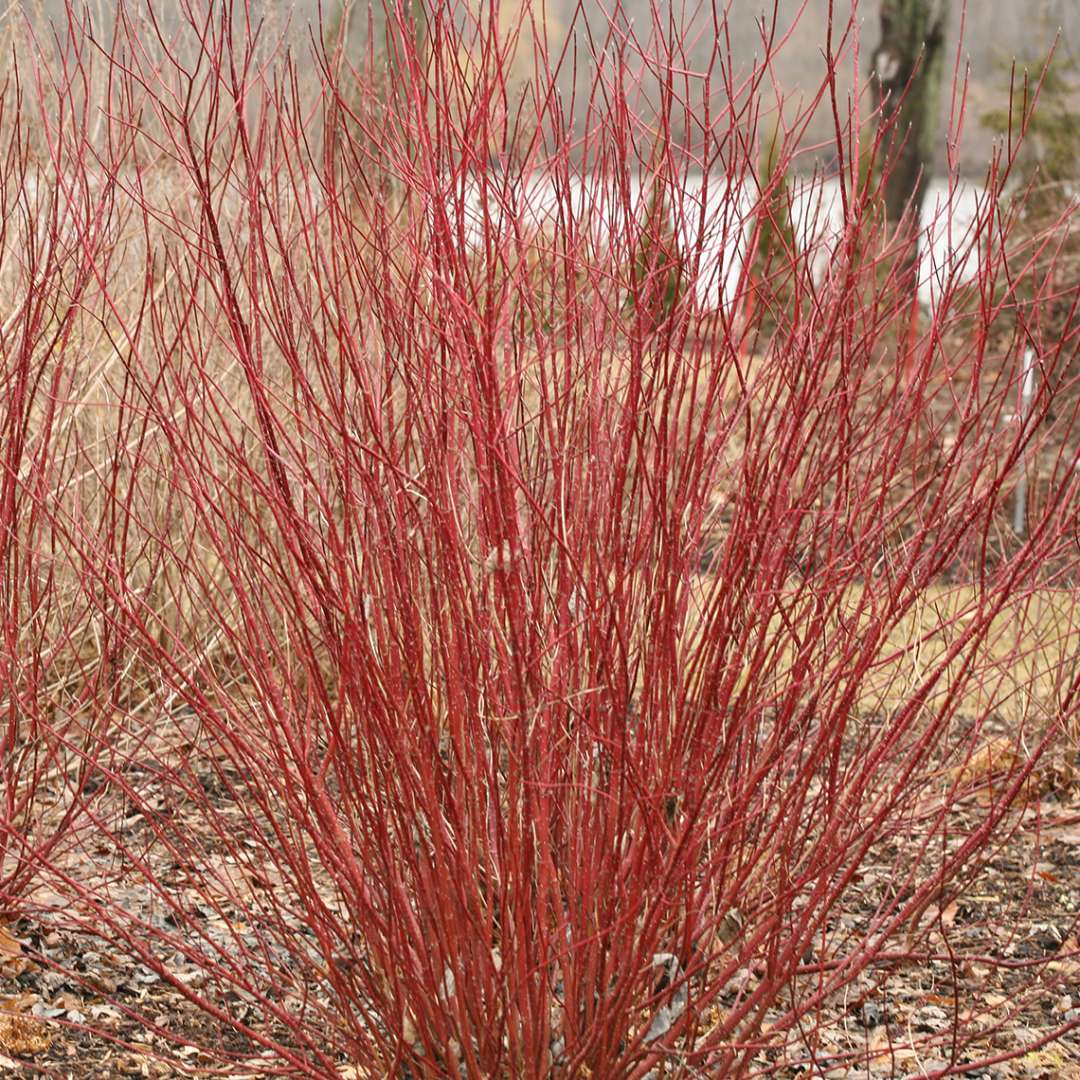 Arctic Fire Red - Red-Osier Dogwood - 3 Gallon Potted Shrub