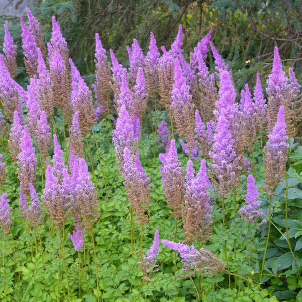 Astilbe chinensis 'Purple Candles' (Chinese Astilbe) - 1 Gallon Potted Perennial