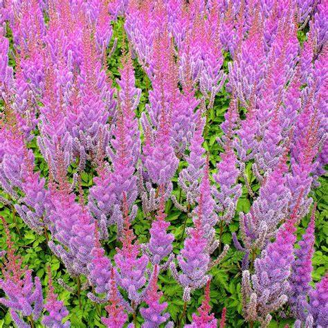 Astilbe chinensis 'Purple Candles' (Chinese Astilbe) - 1 Gallon Potted Perennial