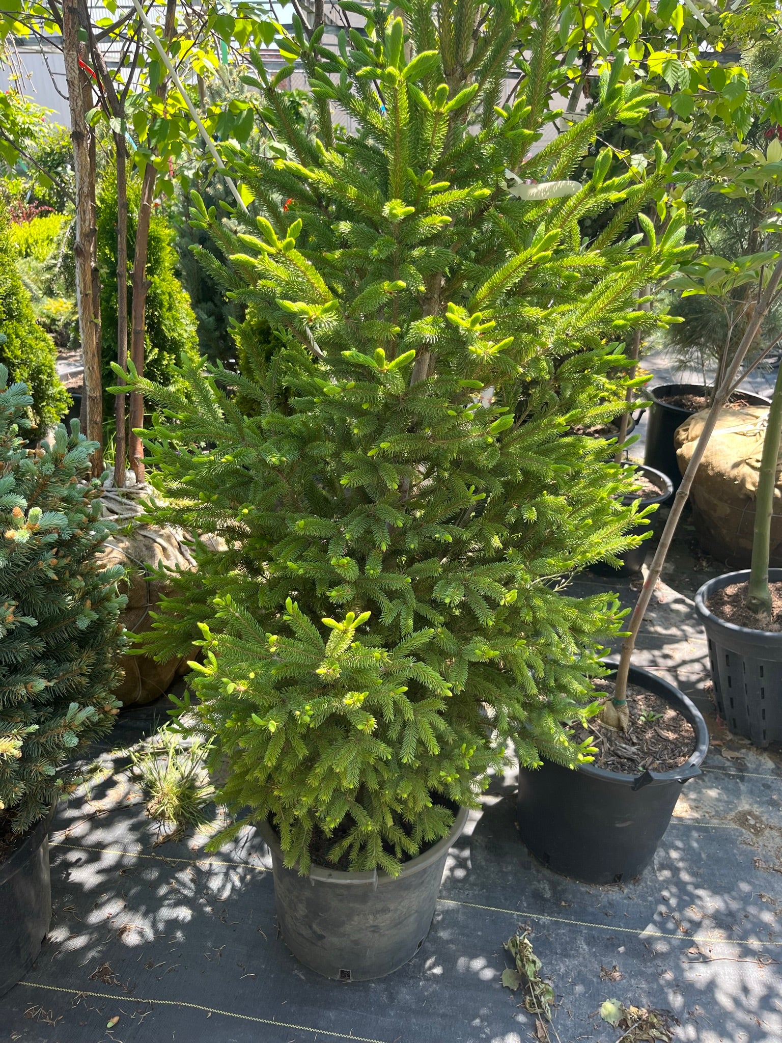 White Spruce (Picea glauca) (120cm) - 10 Gallon Potted Tree