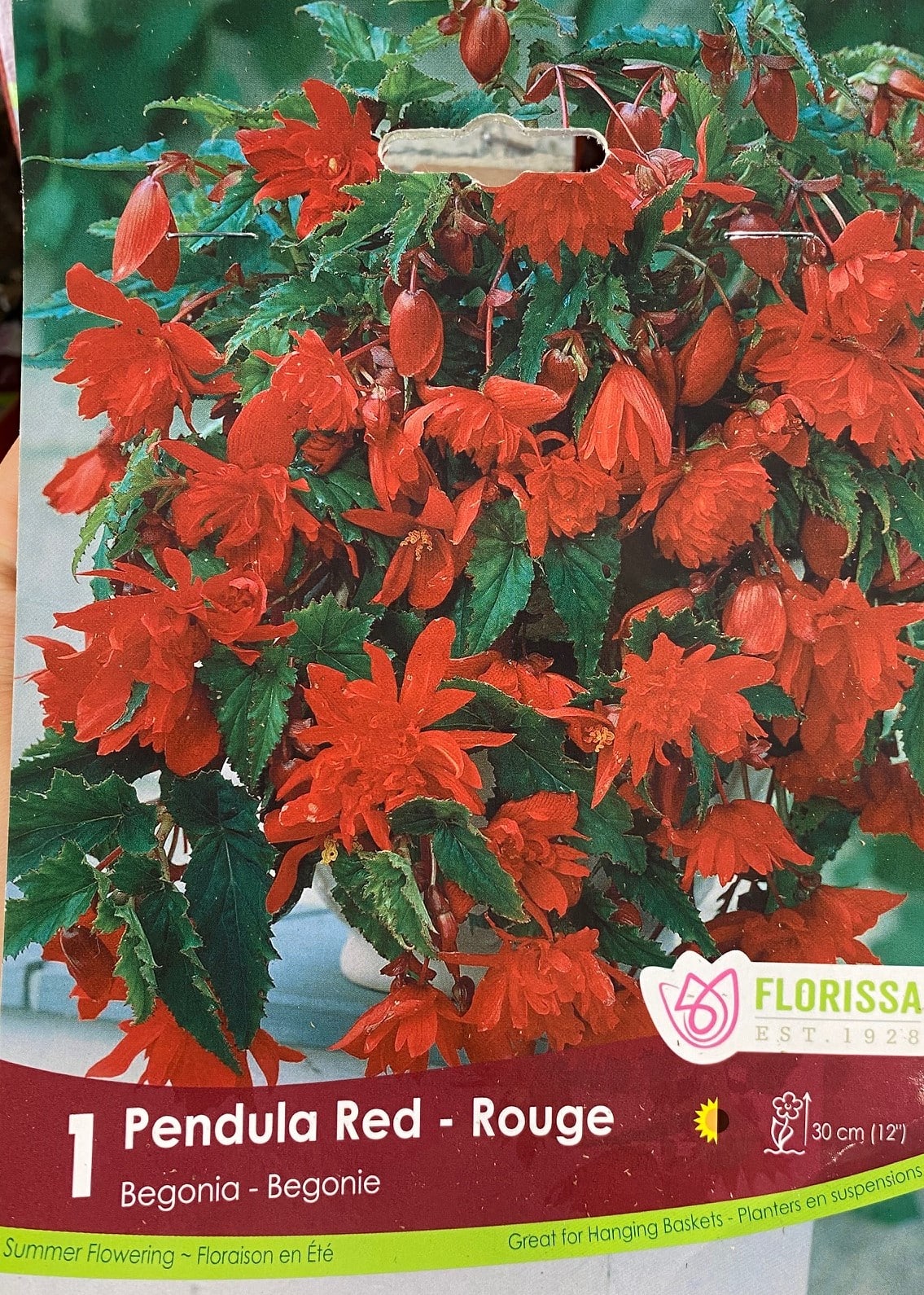 Florissa Red Pendula Begonia - 1 Bulb/Pkg