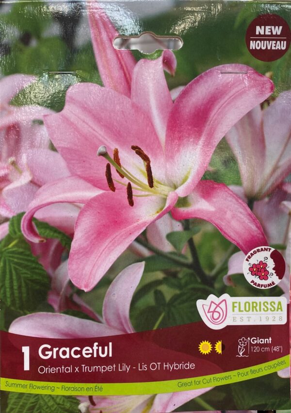 Graceful Oriental Trumpet Lily - 1 Bulb/Pkg