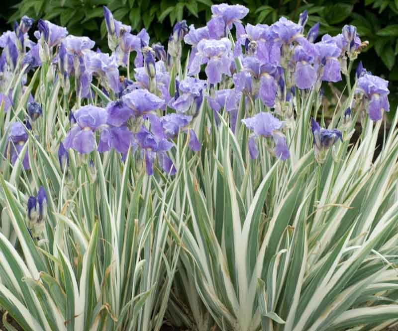 Iris pallida 'Argentea Variegata' (Dalmatian Iris) - 1 Gallon Potted Perennial
