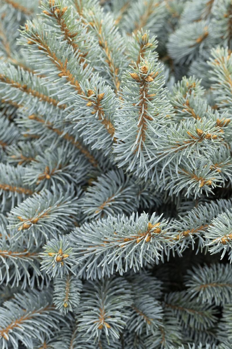 Dwarf Globe Blue Spruce (Picea pungens 'Globosa') - 40cm - 5 Gallon Potted Shrub